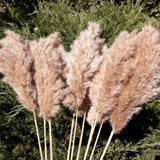 20 Pcs 23 Inch Tall Fluffy Pampas Grass XL Size Brown Dry Pompous Grass Decor... Pampas Grass