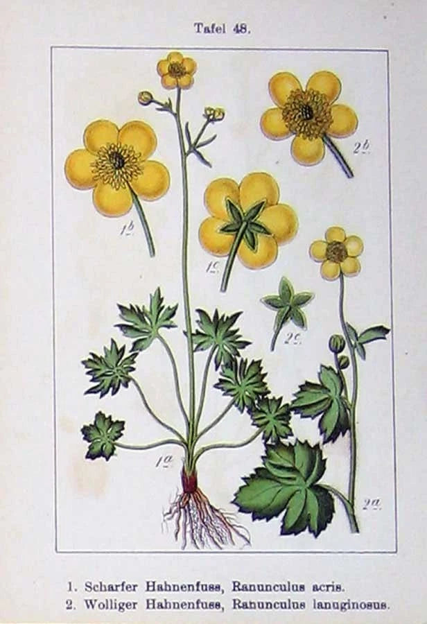 Old Antique Print Flowers Sturms 1901 Ranunculus Acris Wolliger Lingua 20th Ranunculus
