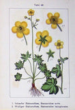 Old Antique Print Flowers Sturms 1901 Ranunculus Acris Wolliger Lingua 20th Ranunculus