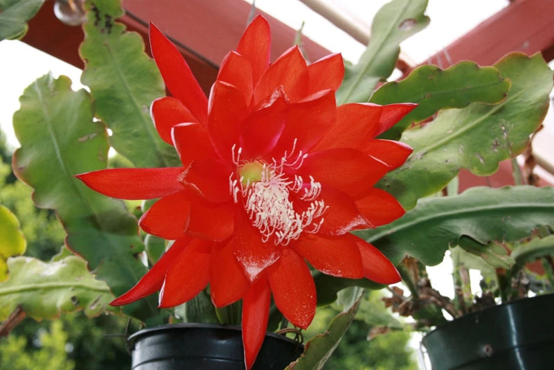 Red orchid cactus bloom in pot with green segmented pads