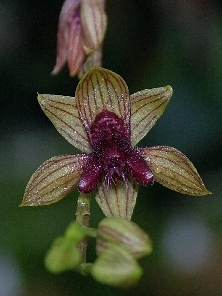 Neat species from Peru - Trichoceros tupaipi Orchids