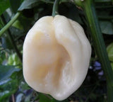WHITE  HABANERO PEPPER SEEDS 20+ HOT pepper VEGETABLE garden FREE SHIPPING Garden Plants