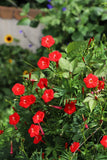 30 CARDINAL CLIMBER VINE Ipomea Quamoclit Red Flower Seeds Flowering Plants