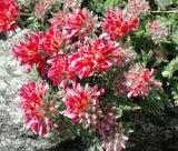 ANTHYLLIS RED CARPET Anthyllis Vulneraria Coccinea - 100 Bulk Seeds Garden Plants