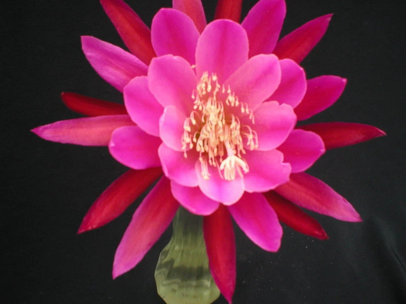 Pink orchid cactus flower with layered petals and visible yellow center