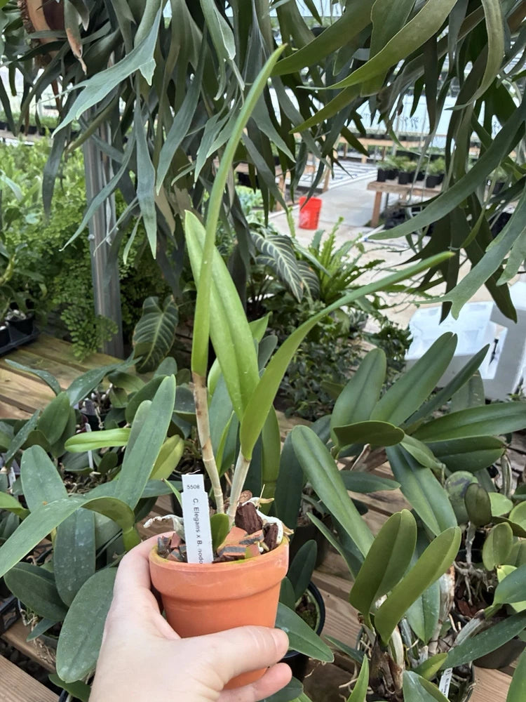 Potted orchid in terracotta pot with long green strap-like leaves, handheld