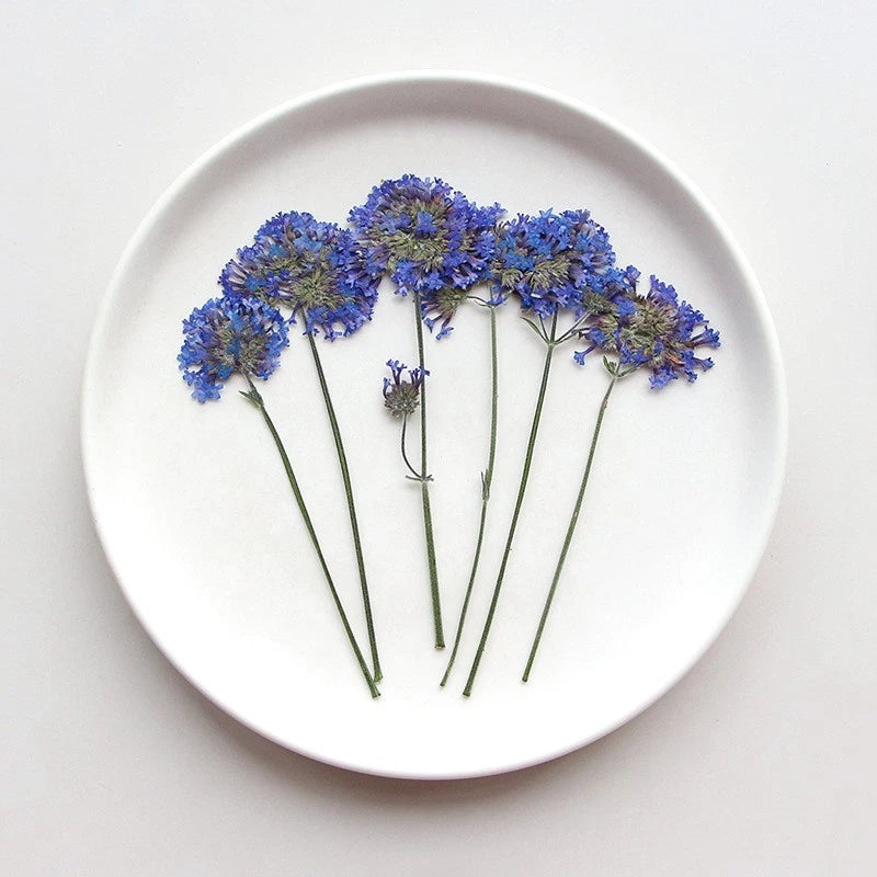 Pressed dried tiny blue-purple flower heads on green stems with small leaves