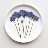 12PCS Pressed Dried Tiny Purple Flower Head with Leaves, Stem FSS97 Dried Flower