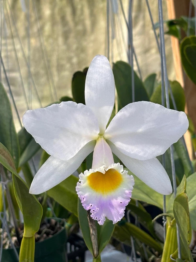 White Cattleya orchid with yellow center and purple ruffled lip