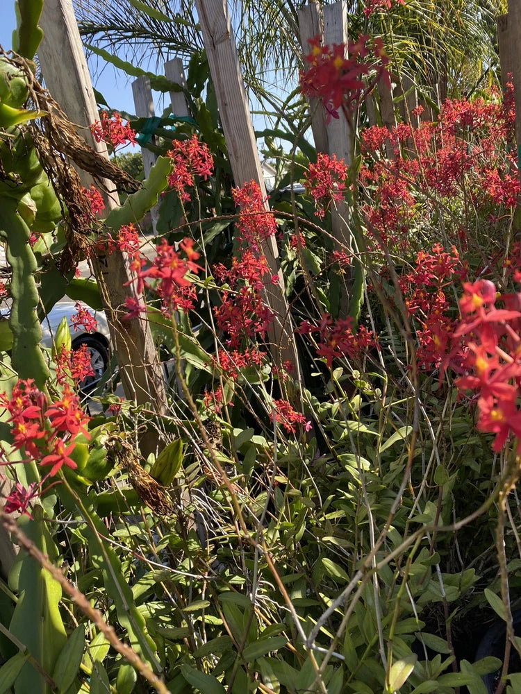 EPIDENDRUM orchid plant with red-orange flower spikes and green leaves