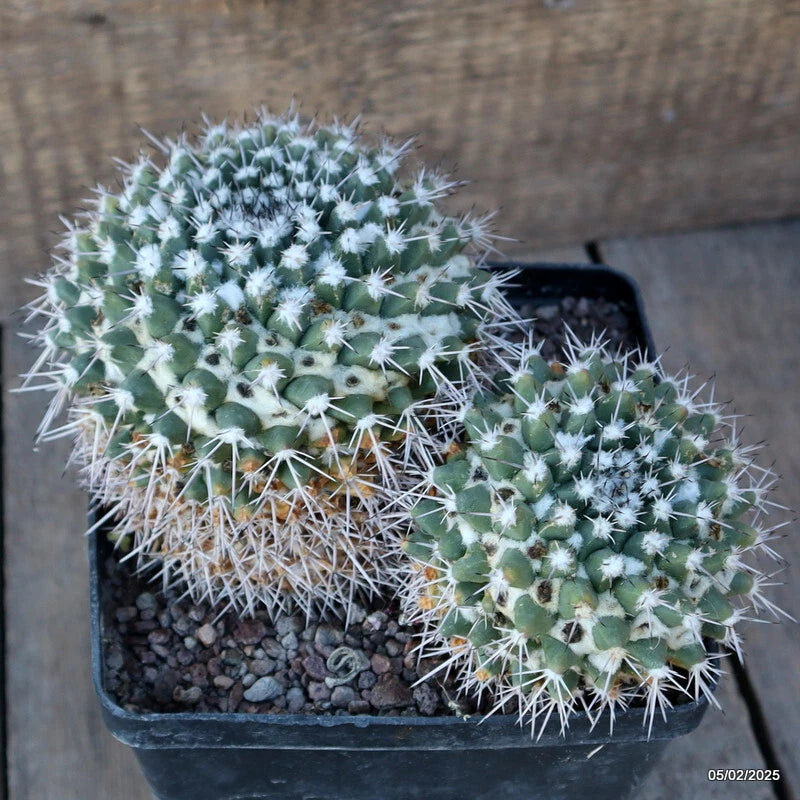 Potted cactus plant with green segmented stems and white spines in a black pot