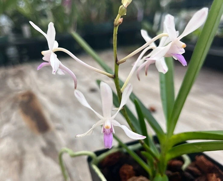 White and lavender hybrid orchid flowers with green straplike leaves