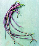 500+ Dragon's Tail Radish Seeds for Garden Planting - USA - FREE SHIPPING! Garden Plants