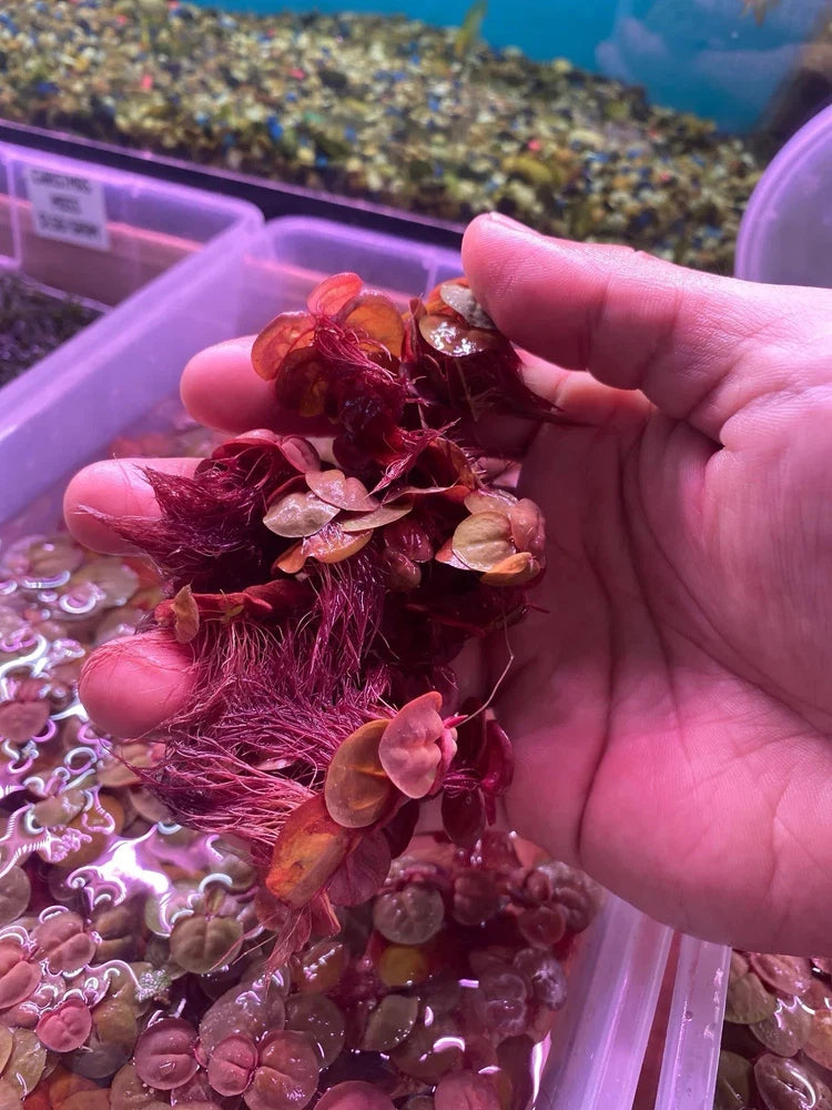 60+ Leaf Red Root Floaters Live Aquarium Floating Plant Green Plant