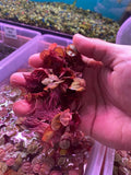 60+ Leaf Red Root Floaters Live Aquarium Floating Plant Green Plant