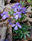 Bird's-Foot Violet (Viola Pedata) bare-root Flowering Plants