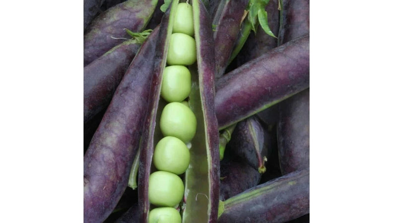 Blue Shelling Pea Seeds, NON-GMO, Blauwschokkers Pea, Purple-Blue Pod, FREE SHIP Garden Plants
