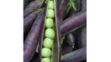 Blue Shelling Pea Seeds, NON-GMO, Blauwschokkers Pea, Purple-Blue Pod, FREE SHIP Garden Plants