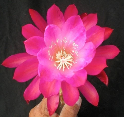 Orchid cactus flower with bright pink layered petals and yellow-orange stamen, close-up