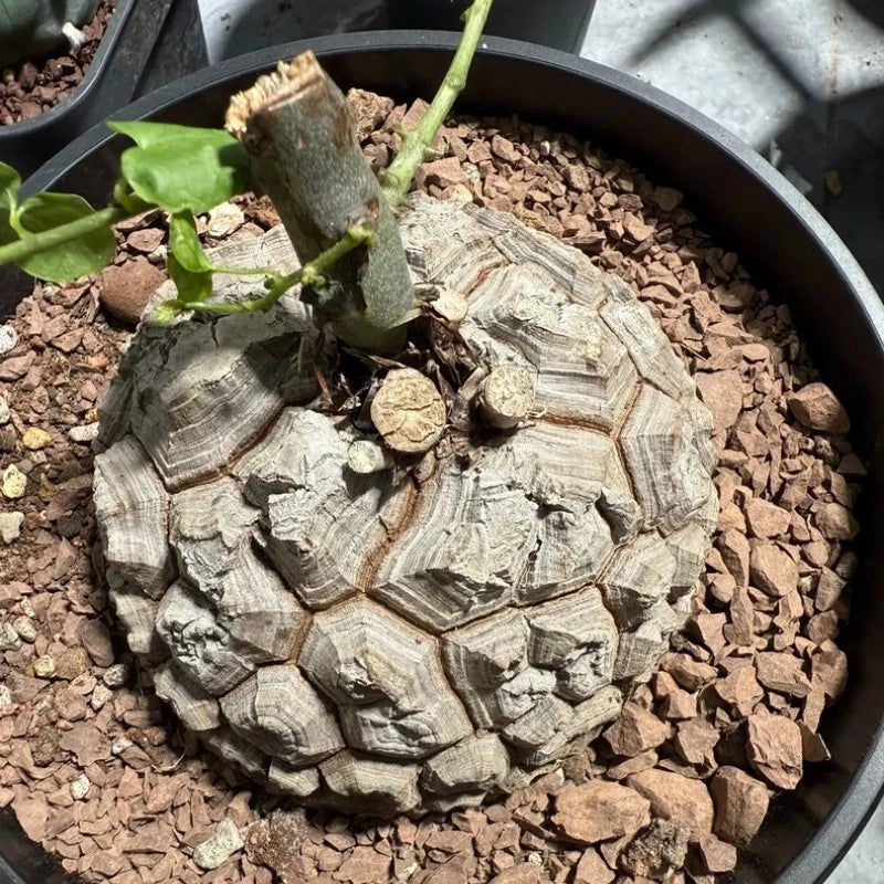 7CM Succulent Cactus Plant Dioscorea Elephantipes Dioscoreaceae Garden Beautiful Garden Plants