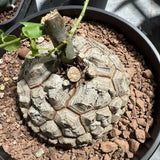 7CM Succulent Cactus Plant Dioscorea Elephantipes Dioscoreaceae Garden Beautiful Garden Plants