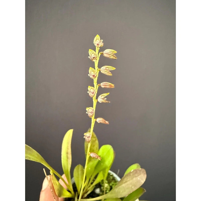 Mini orchid plant with upright yellow blooms and green glossy leaves