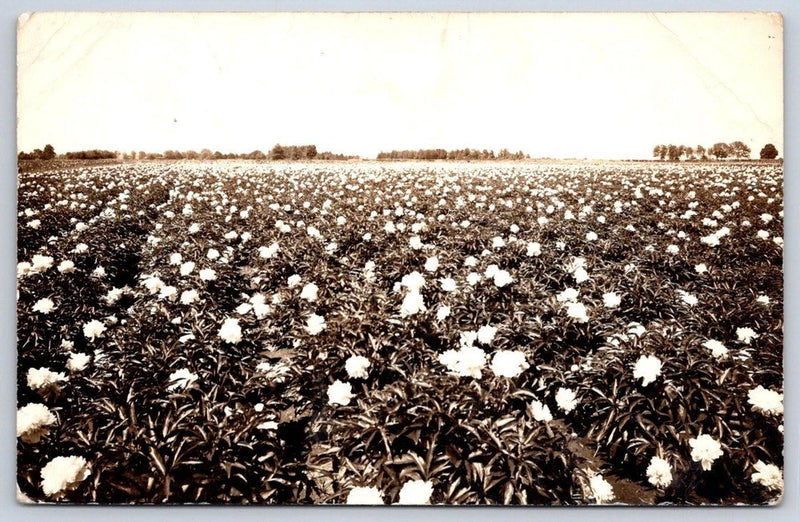 Vintage Missouri Postcard SARCOXIE Peony Flower Farm Field 1910s Rppc Peony