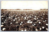 Vintage Missouri Postcard SARCOXIE Peony Flower Farm Field 1910s Rppc Peony