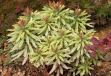Euphorbia Ascot Rainbow Starter Plant - 3-6" Tall Plug - Variegated Foliage Green Plant
