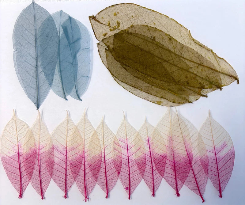 Assorted skeleton leaves, dried pressed leaves with visible veins in blue, tan, pink and purple