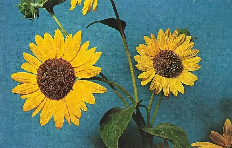 Sunflower postcard with two yellow flowers, dark centers, and green leaves