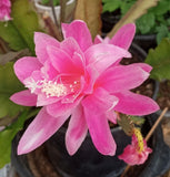 Rare Orchid Cactus German Empress Epiphyllum Fresh Cutting Live Plant 6