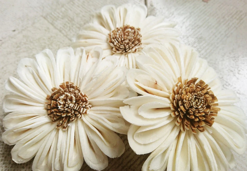 Artificial sola wood flowers, cream daisy petals, three-pack