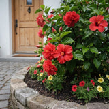 100 Red Double Hibiscus Seeds Ð Full Petal Tropical Blooms for Gardens Garden Plants
