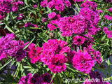 50 MAGENTA CARNATION Dianthus Caryophyllus Chabaud Flower Seeds *Comb S/H Carnation