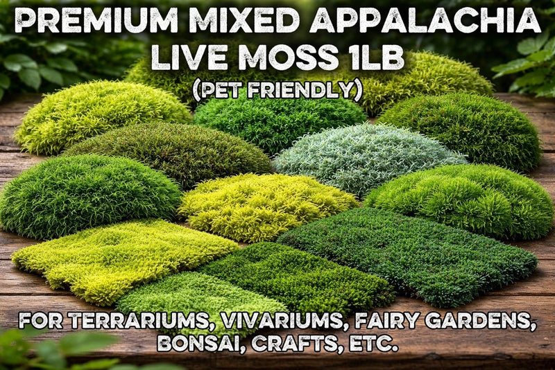 Live sheet moss mix for terrariums, vivariums, fairy gardens, bonsai, crafts (18 oz)