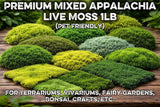 Premium Live Sheet Moss Mix Ð Bonsai, Terrarium, Vivarium, Fairy Gardens 18oz Garden Plants