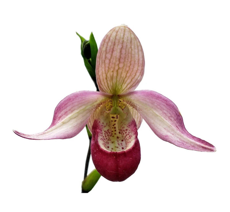 Slipper orchid flower in pink, purple, and maroon with green throat