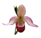 Phragmipedium Sedenii Pink Green Red Orchid Hybrid THREE New Growths 2Ó Pot Orchids