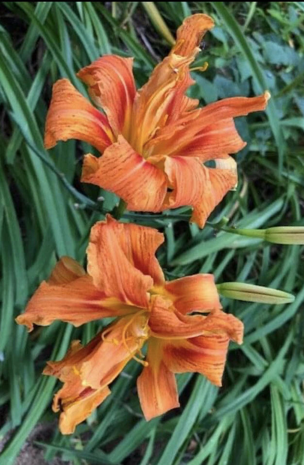 Double orange daylily blossoms with layered petals on green foliage