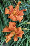 2 Fans Double Orange Daylily  Live Bare Root Plants Orchids