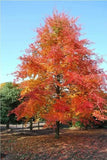 Black Gum Tree - LIve Tree in a 3.5" Pot - 18 -24" Tall- Outstanding Fall Color Green Plant