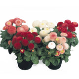 Bellis Seeds Bellis Tasso Mix 25 Seeds English Daisy Flower Seeds Pelleted Seeds Flowering Plants