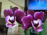 NOID Mini Phalaenopsis IN FLOWER Orchids