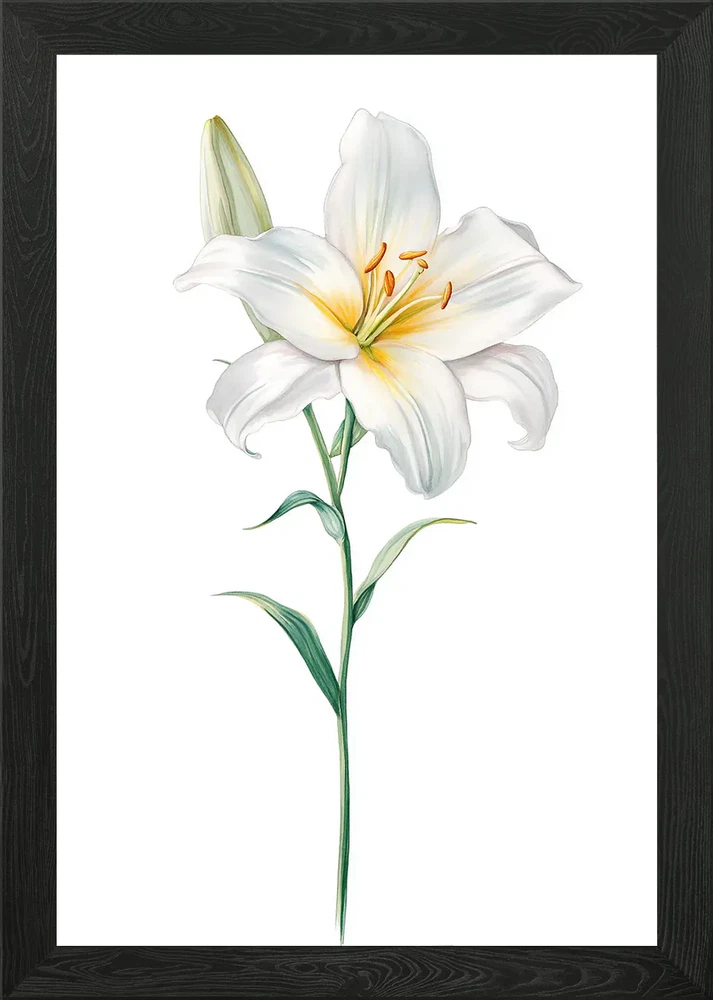 Elegant White Lily Flower Illustrat Framed Wall Art Poster Canvas Print Picture Lily