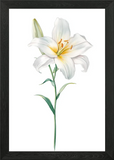 Elegant White Lily Flower Illustrat Framed Wall Art Poster Canvas Print Picture Lily