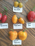 Mix Rocoto (Manzano Chilies) (25 seeds - 5 of each kind) FREE SHIPPING Flowering Plants