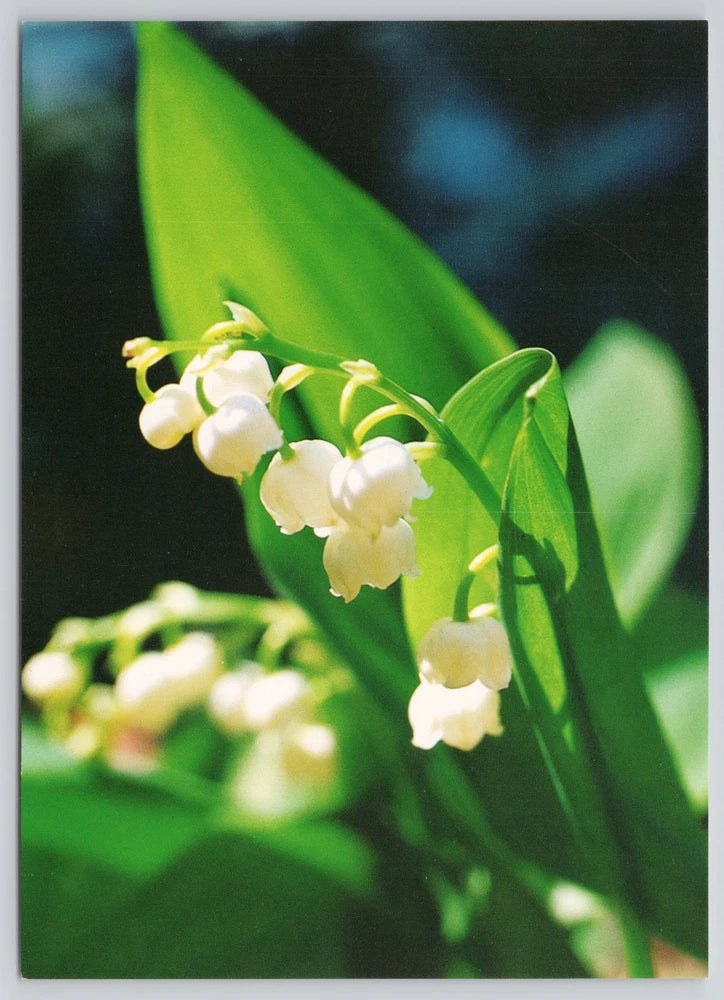 Lily of the Valley ____ _ Convallaria Keiskei 1970s Postcard Lily