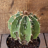 D4955 ASTROPHYTUM ORNATUM X HANNYA pot14-H15-W14 cm MaMa Cactus Green Plant