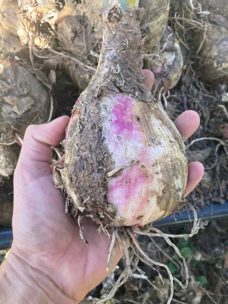 Large amaryllis bulb with papery skin and dark pink blush